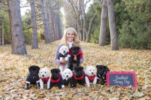 Sweetheart Therapy Dogs