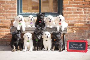 Sweetheart Therapy Dogs